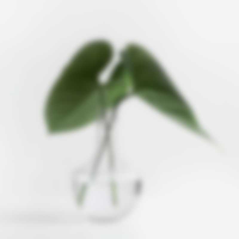 plant-green plant green